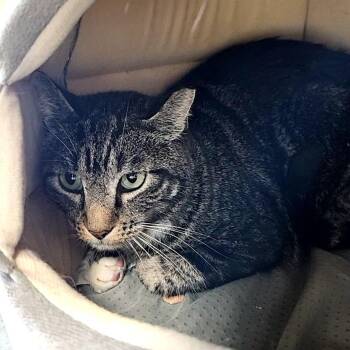 Sammie -  Domestic Short Hair Cat for Adoption in Lakewood, Colorado - Sammie | PetCurious
