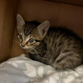 Munchie -  Domestic Short Hair Cat for Adoption in Charlottesville, Virginia - Munchie | PetCurious