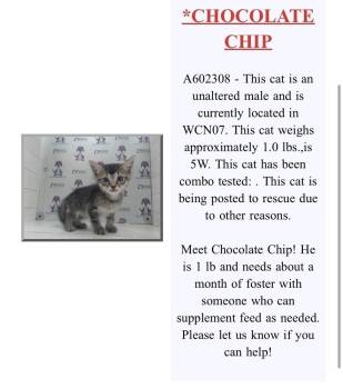 Chocolate Chip -  Domestic Short Hair Cat for Adoption in Alafaya, Florida - Chocolate Chip | PetCurious