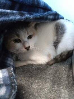 Domestic Short Hair Cats Available for Adoption in Palm Coast, Florida - Julie | PetCurious