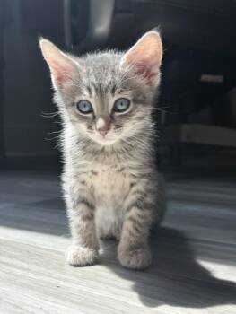 Yon (# 4) -  Domestic Short Hair Cat for Adoption in Arlington, Washington - Yon (# 4) | PetCurious