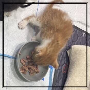 Extra Toes Cat Hemingway Polydactyl Cats Available for Adoption in Westminster, California - Vitamix | PetCurious