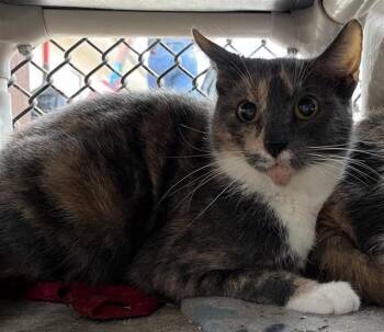 Domestic Short Hair Cats Available for Adoption in San Antonio, Texas - HABANERO | PetCurious