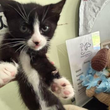Esme -  Domestic Short Hair Cat for Adoption in San Antonio, Texas - Esme | PetCurious