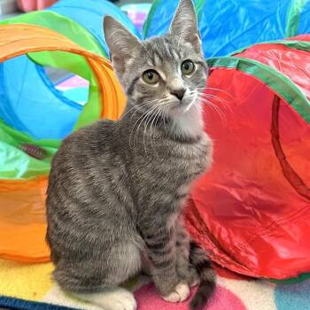 Rescue Domestic Short Hair Cats for Adoption in Madison, Wisconsin - Caroline | PetCurious