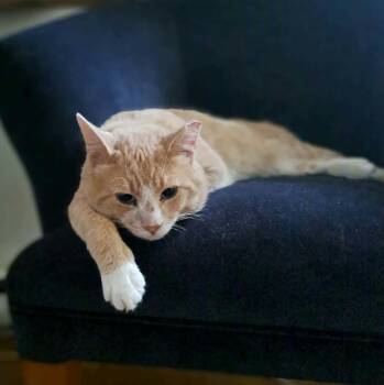 Jonas -  Domestic Short Hair Cat for Adoption in Terrebonne, Quebec - Jonas | PetCurious