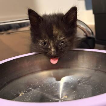 Domestic Short Hair Cats Available for Adoption in Austin, Texas - Umari 7 | PetCurious