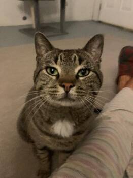 Domestic Short Hair Cats Available for Adoption - Charlie | PetCurious