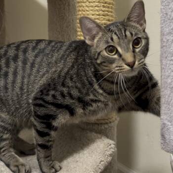 Colin -  Domestic Short Hair Cat for Adoption in Royal Oak, Michigan - Colin | PetCurious