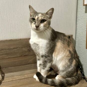 Domestic Short Hair Cats Available for Adoption in Bulverde, Texas - KitKat | PetCurious