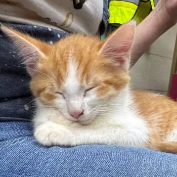 Castiel -  Domestic Short Hair Cat for Adoption in Madisonville, Kentucky - Castiel | PetCurious