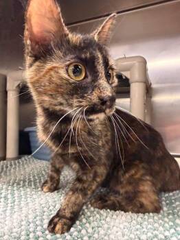 TAQUITA -  Tortoiseshell Cat for Adoption in Wyandotte, Michigan - TAQUITA | PetCurious