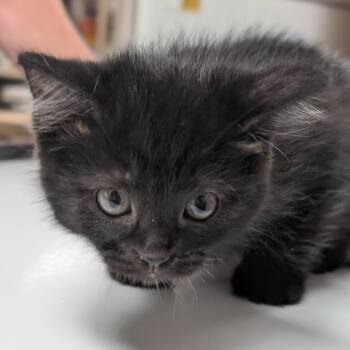 Natalie -  Domestic Short Hair Cat for Adoption in Canton, Illinois - Natalie | PetCurious