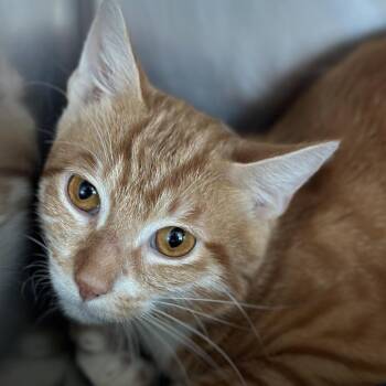 Spaghetti -  Extra Toes Cat Hemingway Polydactyl Cat for Adoption in Matteson, Illinois - Spaghetti | PetCurious