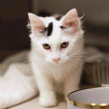 Tifa -  Domestic Long Hair Cat for Adoption in Atlanta, Georgia - Tifa | PetCurious
