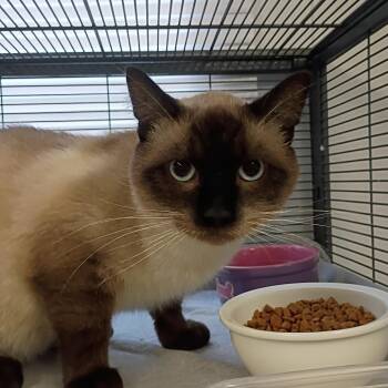 Chef Boy Ardee -  Siamese Cat for Adoption in Muncie, Indiana - Chef Boy Ardee | PetCurious