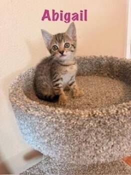 Abigail -  Tabby and Extra Toes Cat Hemingway Polydactyl Cat for Adoption in Ruskin, Florida - Abigail | PetCurious