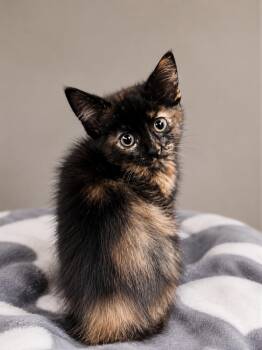 Foxy -  Domestic Short Hair Cat for Adoption in Manhattan, Illinois - Foxy | PetCurious