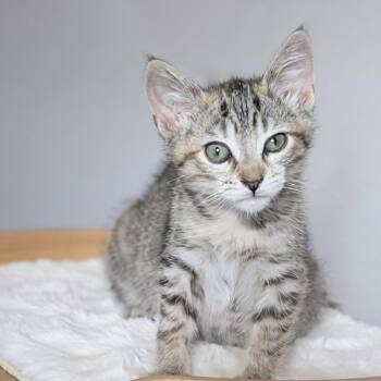 Spaghetti -  Domestic Short Hair Cat for Adoption in Tustin, California - Spaghetti | PetCurious