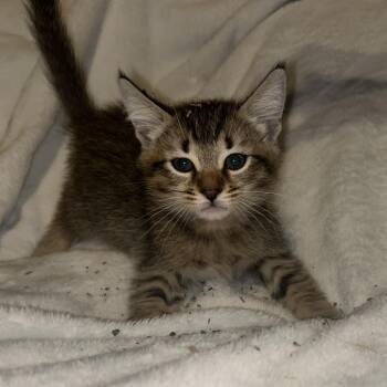 Kirby -  Domestic Short Hair Cat for Adoption in Cumming, Georgia - Kirby | PetCurious