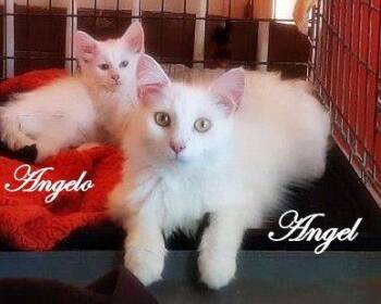 Angel -  Domestic Long Hair Cat for Adoption in Culpeper, Virginia - Angel | PetCurious