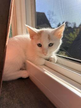 Spiderman - In Foster -  Domestic Short Hair Cat for Adoption in Kalamazoo, Michigan - Spiderman - In Foster | PetCurious