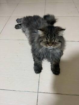 Rescue Persian Cats for Adoption in Brampton, Ontario - Stroll | PetCurious