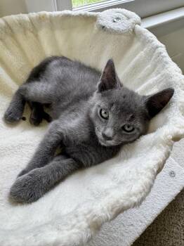 Cricket -  Domestic Short Hair Cat for Adoption in Stockbridge, Georgia - Cricket | PetCurious