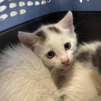 Scooch -  Domestic Short Hair Cat for Adoption in Montgomery, Alabama - Scooch | PetCurious