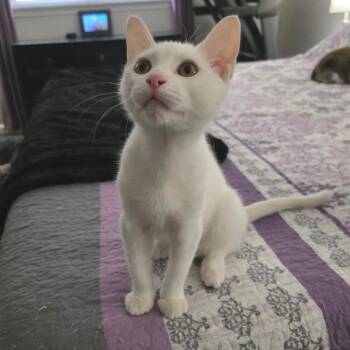 Edward -  Domestic Short Hair and Turkish Van Cat for Adoption in Fort Worth, Texas - Edward | PetCurious