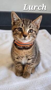 Lurch -  Domestic Short Hair Cat for Adoption in Sidney, Ohio - Lurch | PetCurious