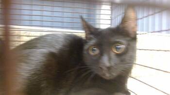 GEORGE -  Domestic Short Hair Cat for Adoption in Doral, Florida - GEORGE | PetCurious