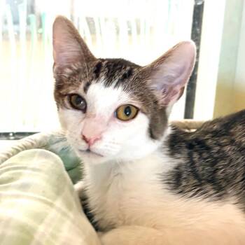 Dipper -  Domestic Short Hair Cat for Adoption in Sarasota, Florida - Dipper | PetCurious