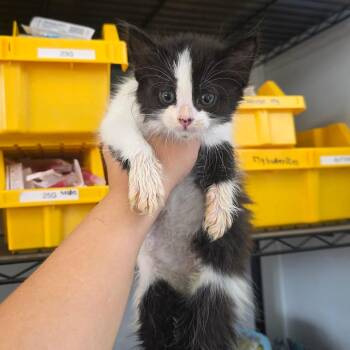 Flute -  Domestic Medium Hair Cat for Adoption in Chapel Hill, North Carolina - Flute | PetCurious