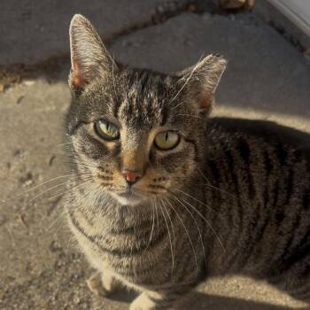 Domestic Short Hair Cats Available for Adoption - Oxford Comma | PetCurious