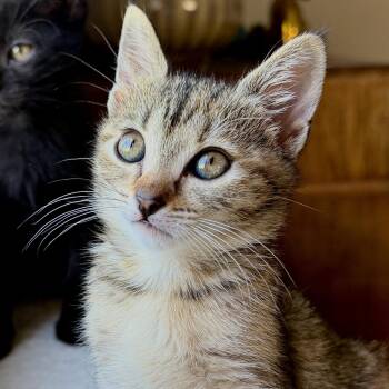 Augusta (bonded w/ Macon) -  Domestic Short Hair Cat for Adoption in Oakland, California - Augusta (bonded W/ Macon) | PetCurious