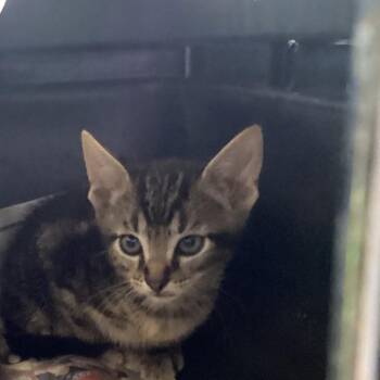 Richie -  Domestic Short Hair Cat for Adoption in Montgomery, Alabama - Richie | PetCurious