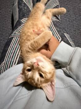 Zestar -  Domestic Short Hair Cat for Adoption - Zestar | PetCurious