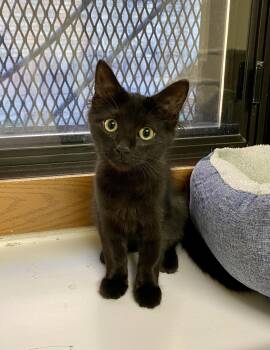 Nurys -  Domestic Medium Hair Cat for Adoption in Fargo, North Dakota - Nurys | PetCurious