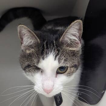 Rescue Domestic Short Hair Cats for Adoption in Jeffersonville, Indiana - Cashmere | PetCurious