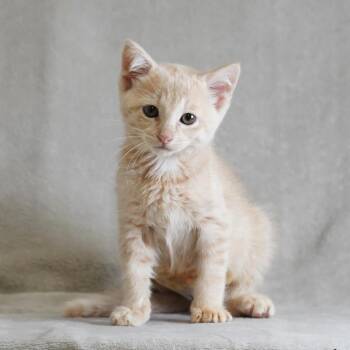 Theodora -  Domestic Short Hair Cat for Adoption in Sunnyvale, California - Theodora | PetCurious