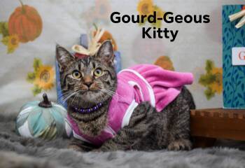 Rescue Domestic Short Hair Cats for Adoption in Sevierville, Tennessee - Gourd-Geous Kitty | PetCurious