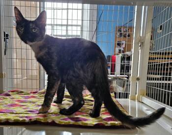 Cupcake -  Domestic Short Hair Cat for Adoption in Claremont, New Hampshire - Cupcake | PetCurious