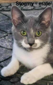 Rescue Domestic Short Hair Cats for Adoption in New Baltimore, Michigan - Stormy | PetCurious