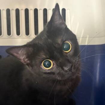 Sombrita -  Domestic Medium Hair Cat for Adoption in Allentown, Pennsylvania - Sombrita | PetCurious