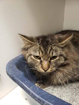 Domestic Long Hair Cats Available for Adoption in Frankfort, Kentucky - Aries (BARN CAT) | PetCurious