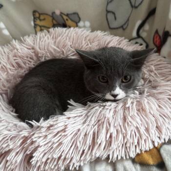 OPHELIA -  Domestic Short Hair Cat for Adoption in East Greenwich, Rhode Island - OPHELIA | PetCurious