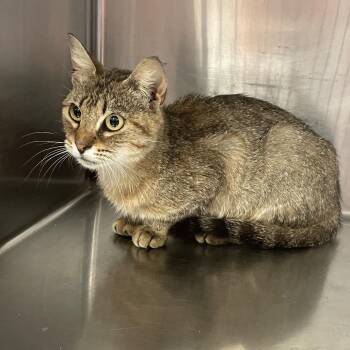 Domestic Short Hair Cats Available for Adoption in Port Charlotte, Florida - 0585-C26 | PetCurious