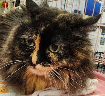 Honey -  Domestic Long Hair Cat Available for Adoption in Verona, Wisconsin - Honey | PetCurious