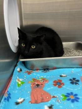 Rescue Domestic Short Hair Cats for Adoption in Hartsville, South Carolina - 25-1805 | PetCurious